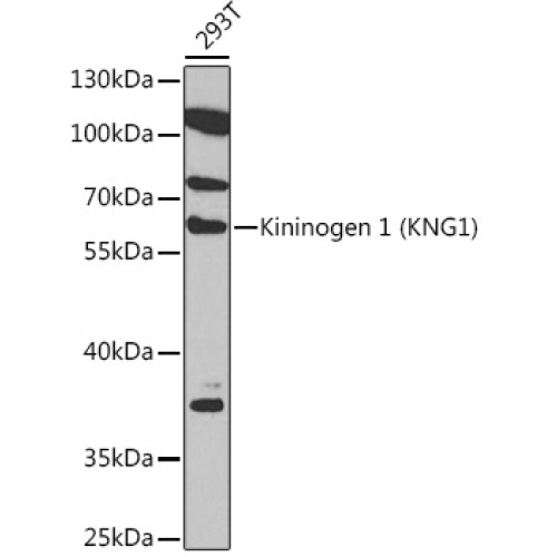 Kininogen 1 (KNG1) Rabbit pAb