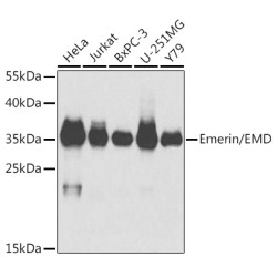 Emerin/EMD Rabbit pAb