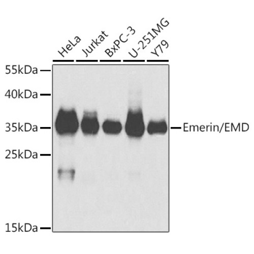 Emerin/EMD Rabbit pAb