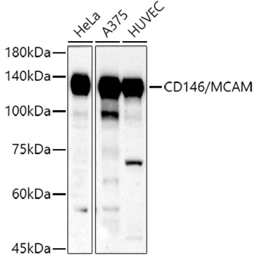 CD146/MCAM Rabbit pAb