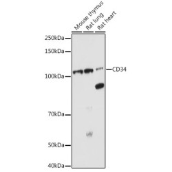 CD34 Rabbit pAb