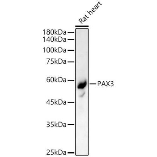 PAX3 Rabbit pAb