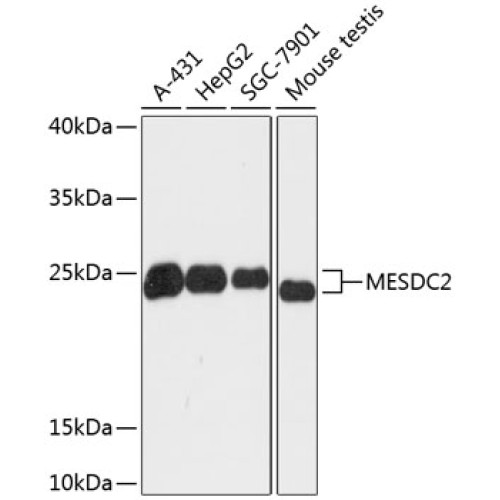 MESDC2 Rabbit pAb