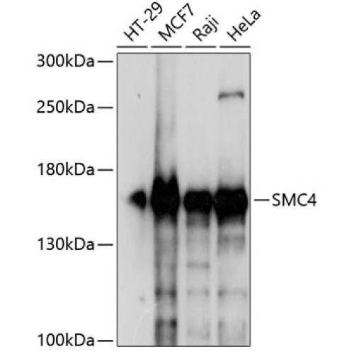 SMC4 Rabbit pAb