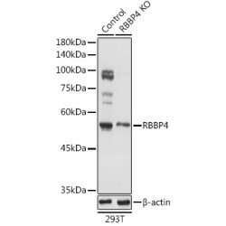[KO Validated] RBBP4 Rabbit pAb