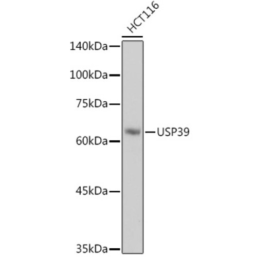 USP39 Rabbit mAb