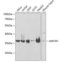 AKR1B1 Rabbit pAb