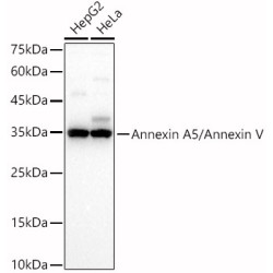 Annexin A5/Annexin V Rabbit pAb
