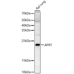 APRT Rabbit pAb