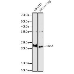 RhoA Rabbit pAb