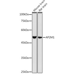 AP2M1 Rabbit pAb