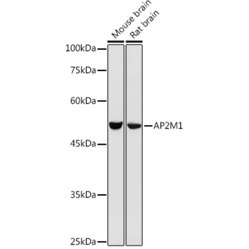 AP2M1 Rabbit pAb
