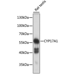 CYP17A1 Rabbit pAb