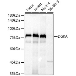 DGKA Rabbit pAb