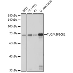 TUG/ASPSCR1 Rabbit mAb
