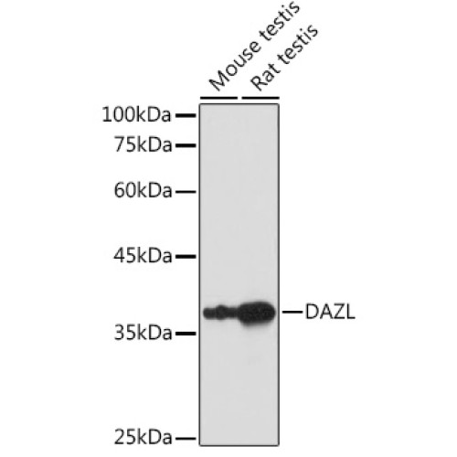 DAZL Rabbit pAb