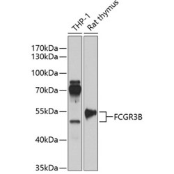 FCGR3B Rabbit pAb