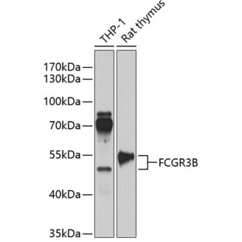 FCGR3B Rabbit pAb