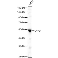G6PD Rabbit pAb