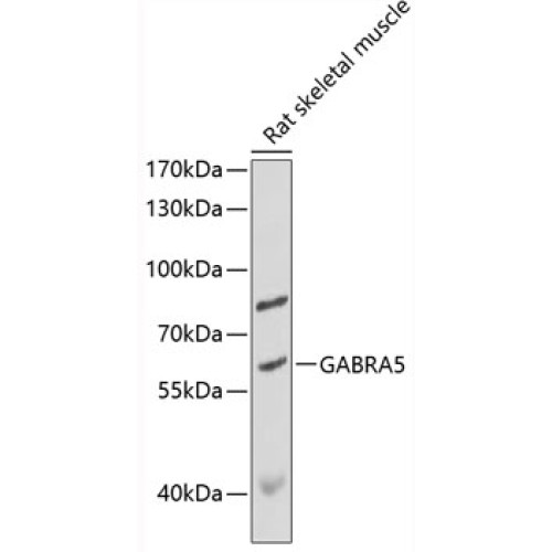 GABRA5 Rabbit pAb