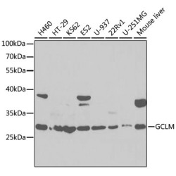 GCLM Rabbit pAb