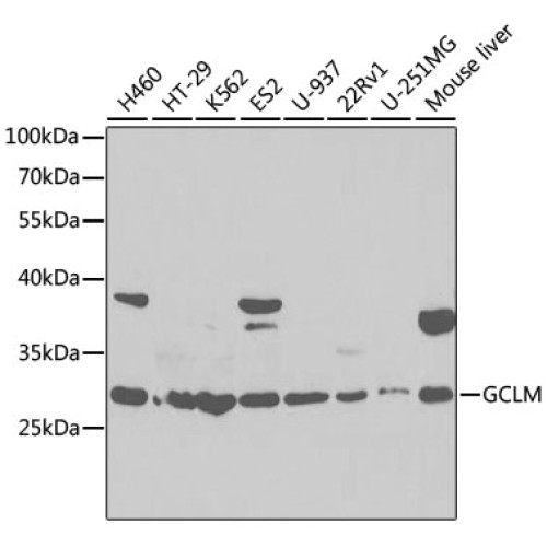 GCLM Rabbit pAb