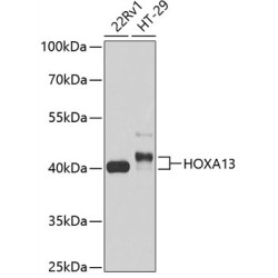HOXA13 Rabbit pAb