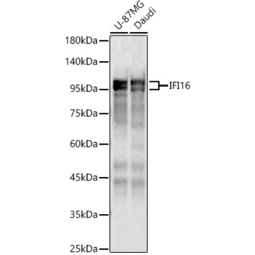 IFI16 Rabbit pAb