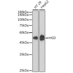 HGD Rabbit mAb