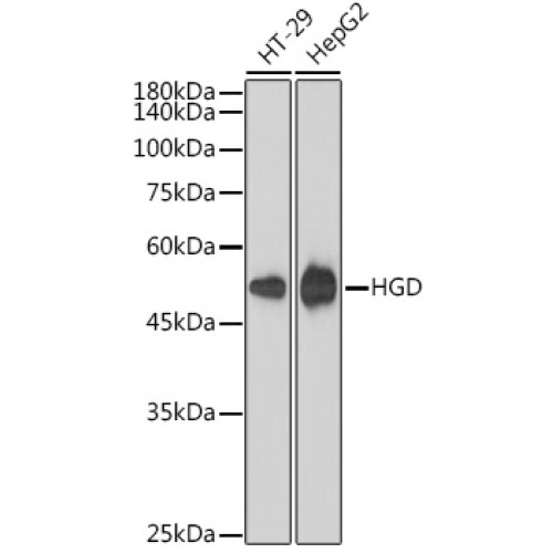 HGD Rabbit mAb