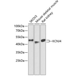 KCNJ4 Rabbit pAb