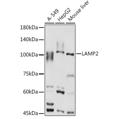 [KO Validated] LAMP2 Rabbit pAb