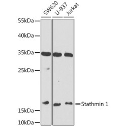 Stathmin 1 Rabbit pAb