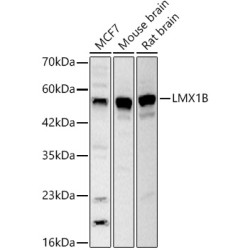 LMX1B Rabbit pAb
