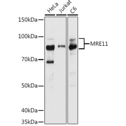 MRE11 Rabbit pAb