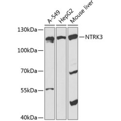 TrKC Rabbit pAb