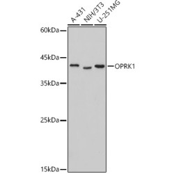 OPRK1 Rabbit pAb