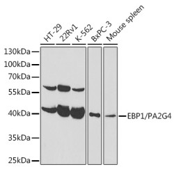 [KO Validated] EBP1/PA2G4  Rabbit pAb