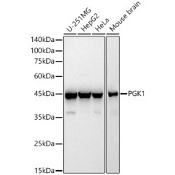PGK1 Rabbit pAb