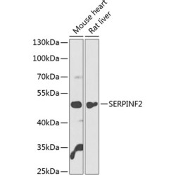 SERPINF2 Rabbit pAb