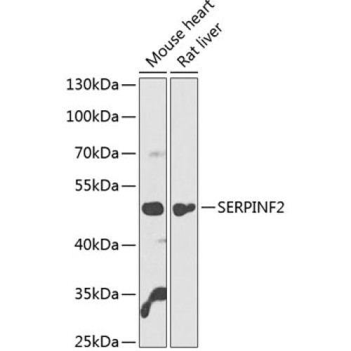 SERPINF2 Rabbit pAb