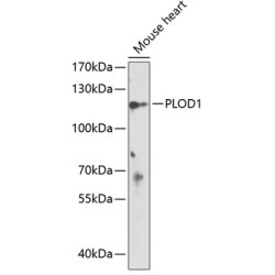 PLOD1 Rabbit pAb