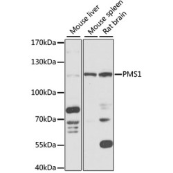 PMS1 Rabbit pAb