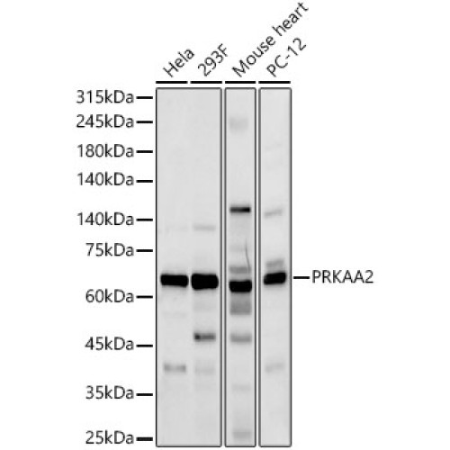 AMPKα2 Rabbit pAb