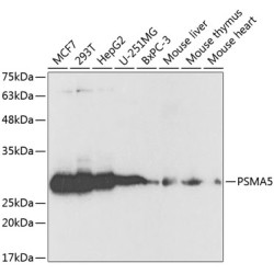 PSMA5 Rabbit pAb