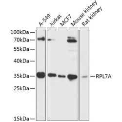 RPL7A Rabbit pAb