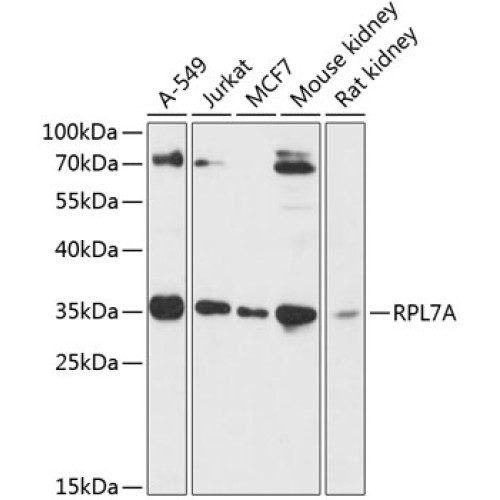 RPL7A Rabbit pAb