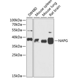 NAPG Rabbit pAb