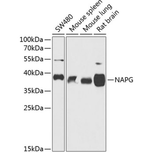 NAPG Rabbit pAb