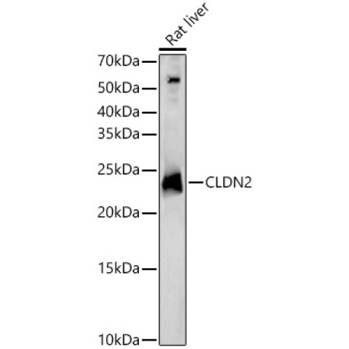 CLDN2 Rabbit pAb